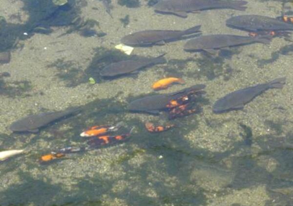 魚(yú)回到河里