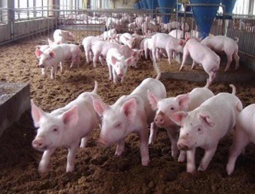 豬在地板上用鋸末進(jìn)行種植