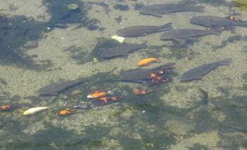 EM堆肥研究人員介紹通過(guò)雜草看出身邊土壤質(zhì)量的方法