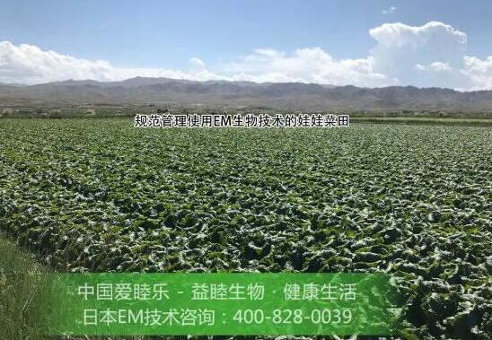 EM堆肥有助于高海拔冷涼地區(qū)娃娃菜種植