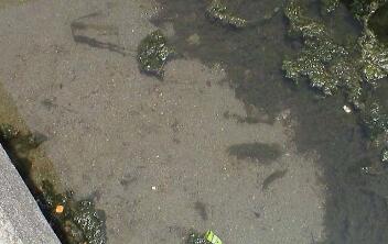 EM除臭功能在污水處理方面有哪些應(yīng)用