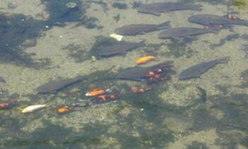 生物水質(zhì)凈化的特點(diǎn)主要有哪些